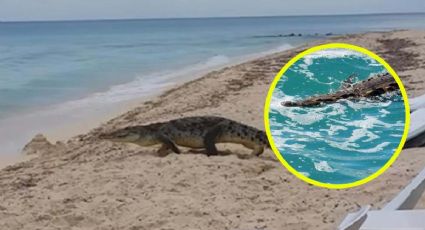 Playas de México donde se han visto cocodrilos entre las olas | FOTOS