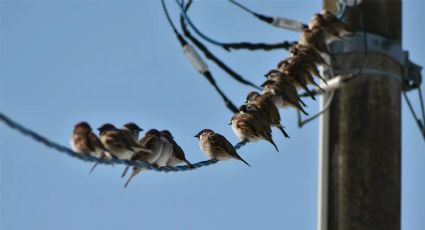 Esta es la razón por las que las aves no se electrocutan al postrarse en los cables de luz