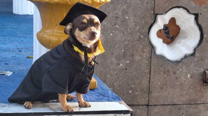 ‘Canelo’: perrito callejero se gradúa de secundaria; causa furor en redes