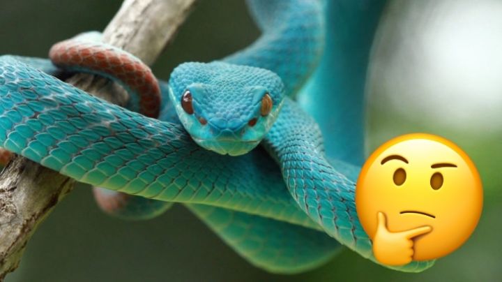 La serpiente más larga del mundo es hembra; puede medir más de 9 metros y pesar un cuarto de tonelada