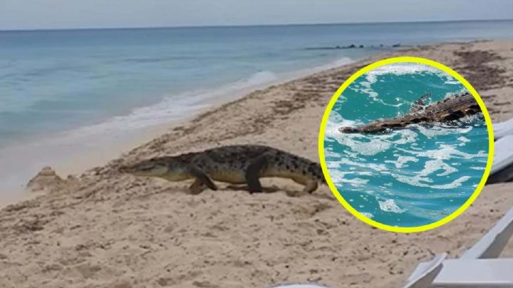Playas de México donde se han visto cocodrilos entre las olas | FOTOS