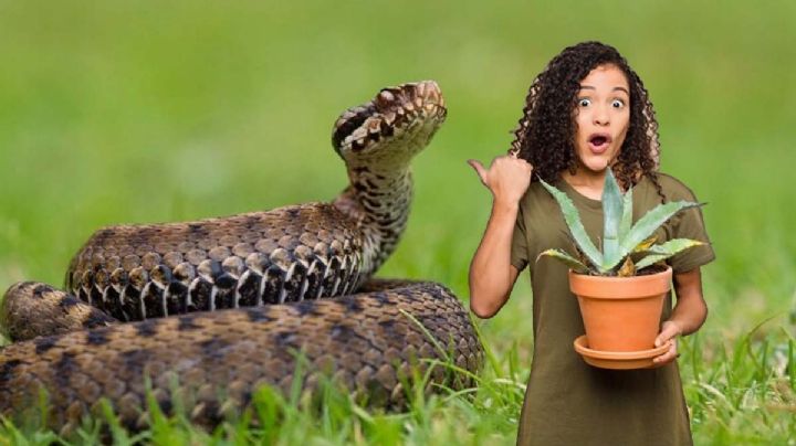 Canícula 2024: plantas que ahuyentan a las víboras con su poderoso olor  