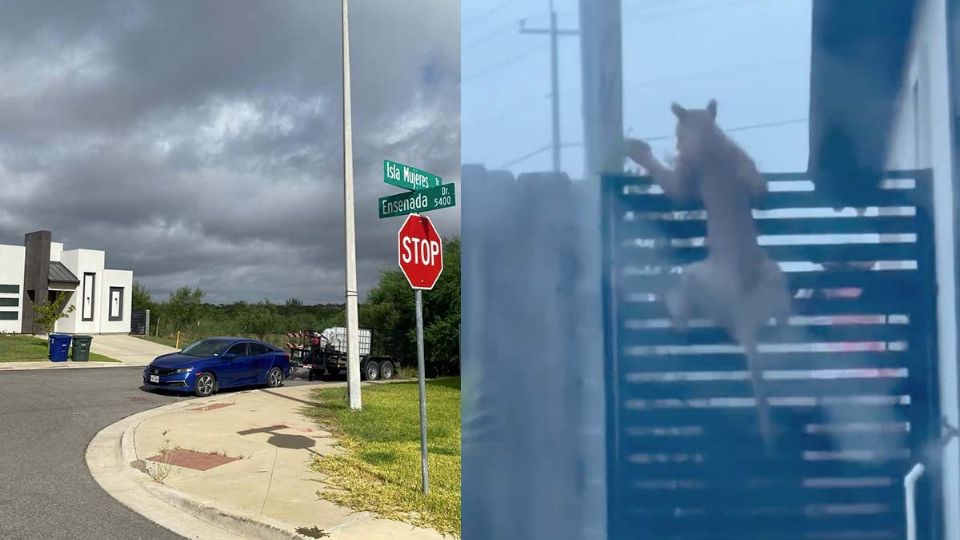 Un puma o gato montés de regular tamaño fue avistado por vecinos