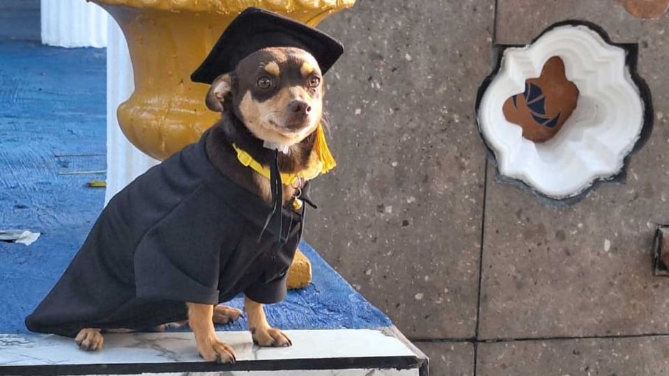 El pequeño can lució orgulloso con su toga y birrete.