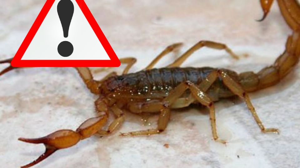 Alacranes: animales ponzoñosos que puedes tener en tu casa sin darte cuenta