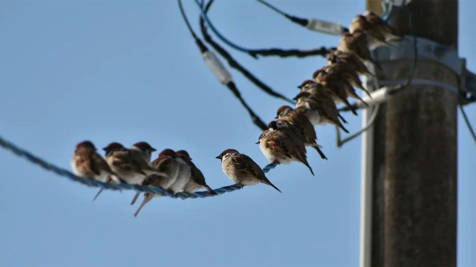 ¿Pájaros en el alambre?