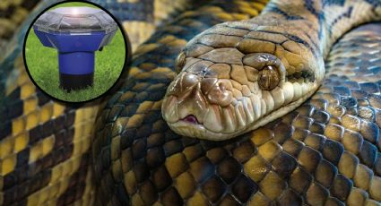 ¿Cómo funciona el ahuyentador de serpientes? Aleja a los reptiles sin lastimarlos