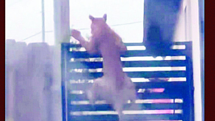 ¿Por qué buscan un puma en Laredo, Texas?; esto se sabe