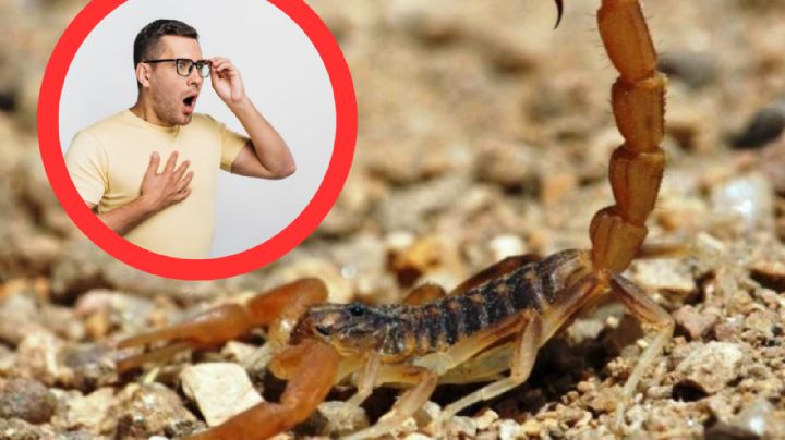 Canícula 2024: ¿cómo saber si un alacrán es venenoso o no?