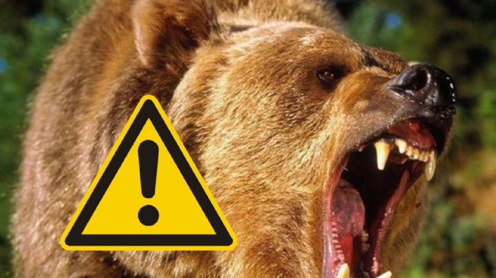 Joven senderista de 19 años muere tras trágico ataque de oso