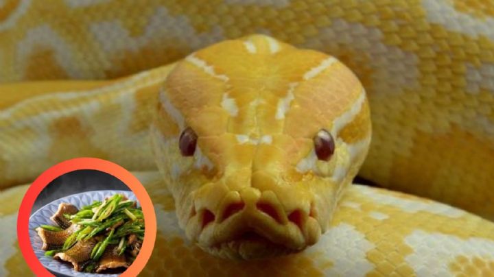 La carne de serpiente sería el alimento del futuro; te decimos por qué