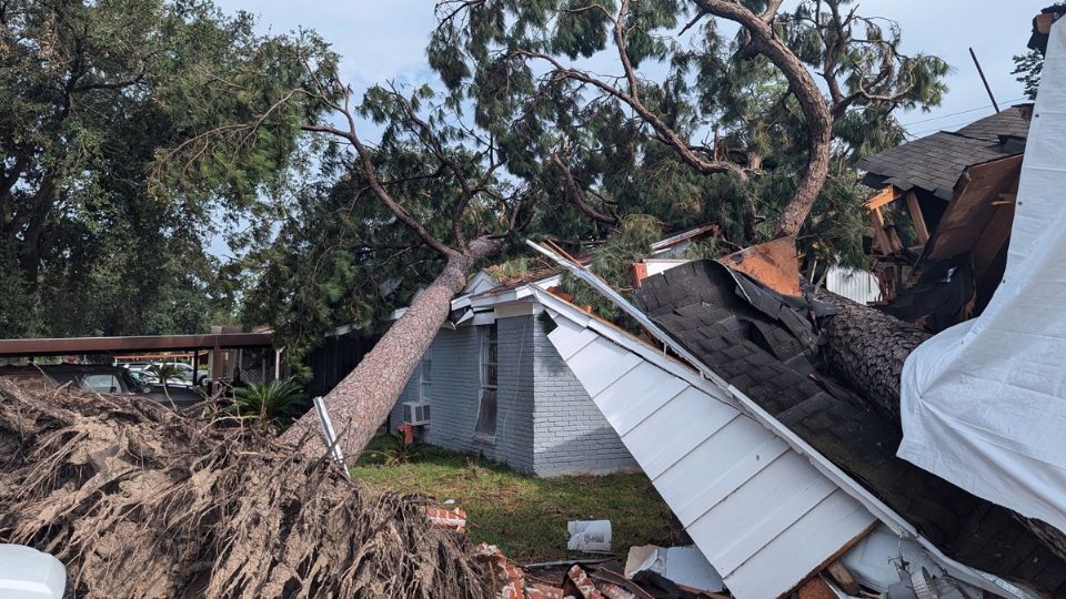 ¿Quién es el responsable por los destrozos de un árbol?