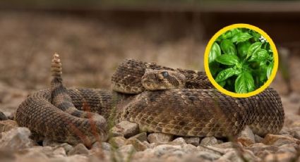 Temporada de serpientes: ¿te mordió una?; estas plantas combaten los efectos del veneno