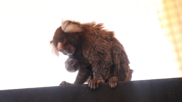 Crece familia del Zoológico de Nuevo Laredo; nacen dos monos titís
