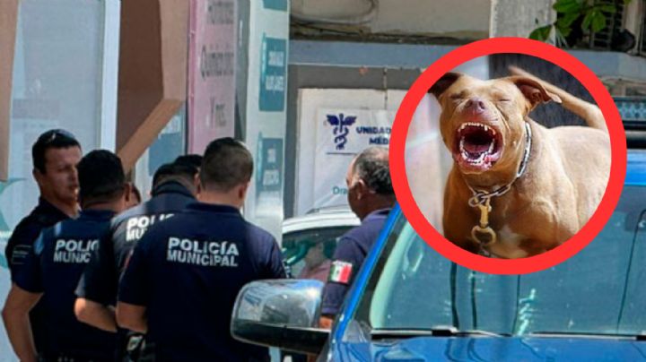 Niña de 4 años es atacada por pitbull; murió por las heridas