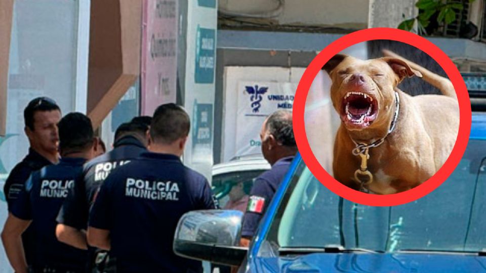 Niña de 4 años es atacada por pitbull; murió por las heridas