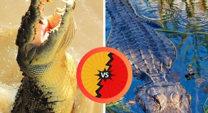 Cocodrilos vs. caimanes: ¿en qué se diferencian?, pocos lo saben