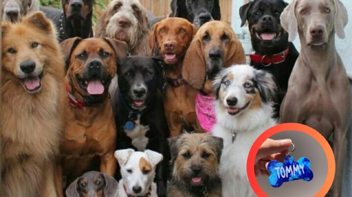 Conoce las 3 razas de perros más populares a nivel mundial