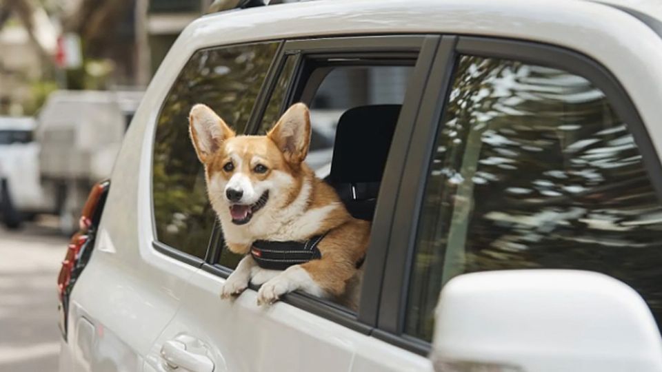 Uber Pet llegó a México.