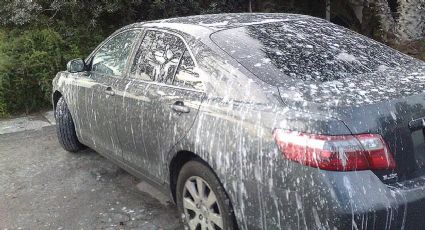 ¿Cómo evitar que los pájaros dejen tu automóvil 'sucio' al estacionarlo bajo un árbol?