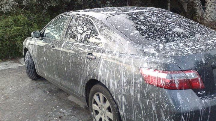 ¿Cómo evitar que los pájaros dejen tu automóvil 'sucio' al estacionarlo bajo un árbol?
