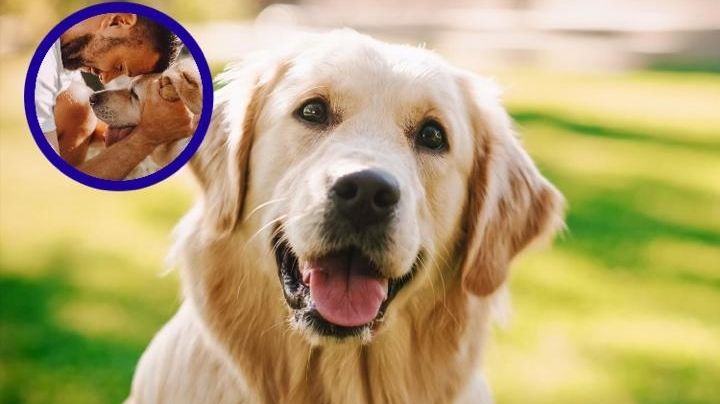 Día Mundial del Perro: ¿por qué se celebra este domingo 21 de julio?