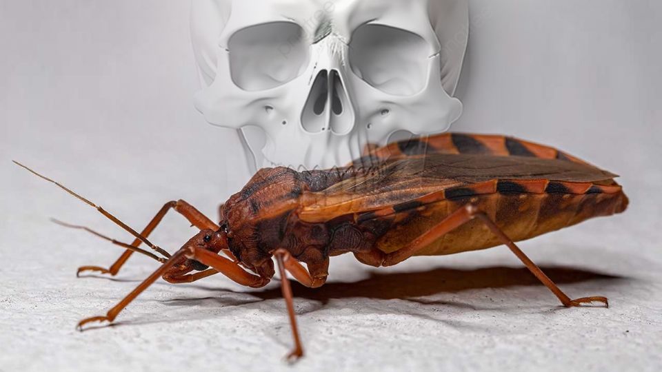 La mortal chinche besucona