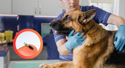 ¿Cuánto cuesta ponerle un microchip a tu perro?, entérate