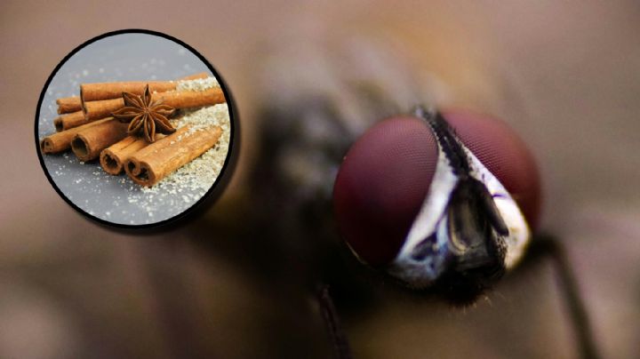 Temporada de moscas: ¿qué olores pueden ahuyentar a estos insectos?