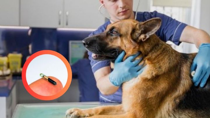 ¿Cuánto cuesta ponerle un microchip a tu perro?, entérate