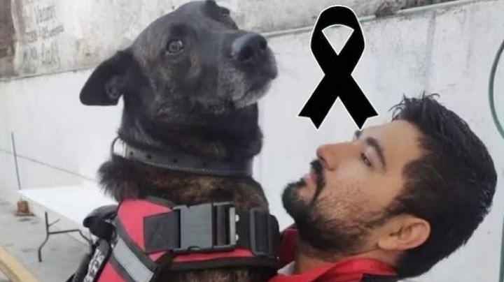 ¡Adiós, héroe!, fallece Marshall, perrito rescatista que apoyó en el sismo de 2017 y huracán Otis