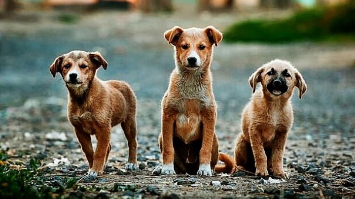 Perros callejeros en Nuevo Laredo: ciudadanía revela en encuesta su solución al problema