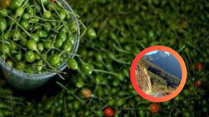 Crece el chile, por lluvias en Nuevo León; el campo reverdece