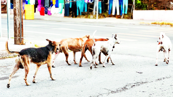 Perros callejeros: opta ciudadanía por esterilización en Nuevo Laredo