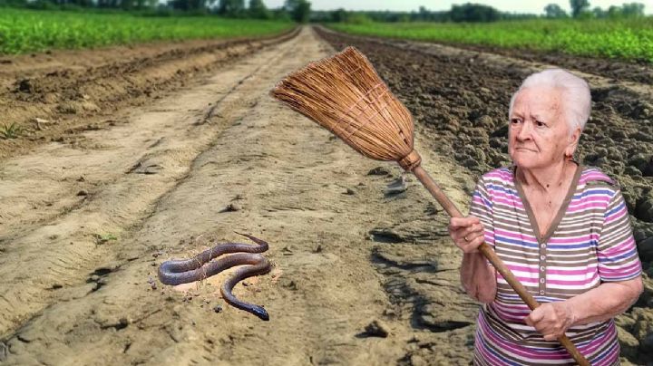 Esta víbora es de los animales más letales del mundo, es 400 veces más venenosa que la cobra real 