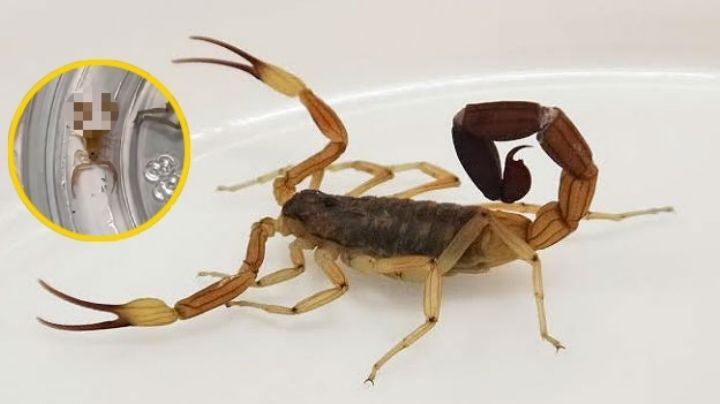 Alacrán de dos colas sorprende a todos; piden matarlo para que no se reproduzca | VIDEO