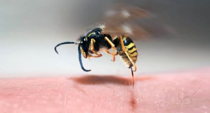 ¿Cuántos piquetes de abeja puede soportar una persona?