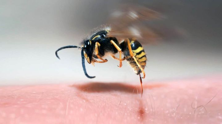 ¿Cuántos piquetes de abeja puede soportar una persona?
