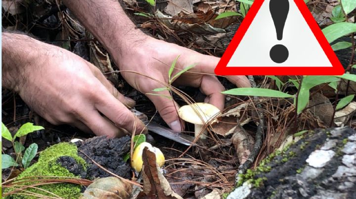 Hongos matan a 18 personas y deja a 30 hospitalizados en esta parte de México