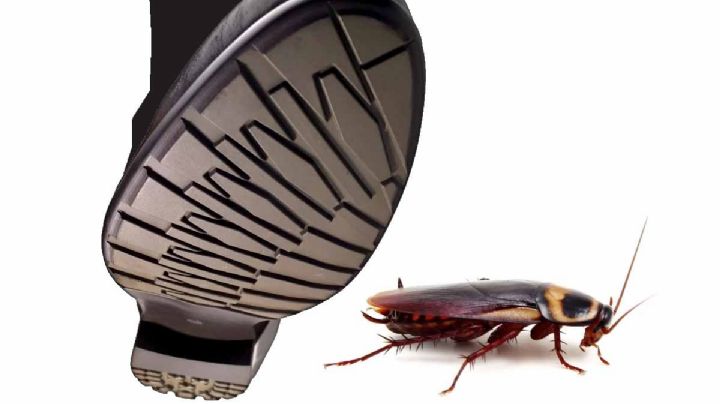 Temporada de cucarachas 2024: razones por las que no debes pisarlas