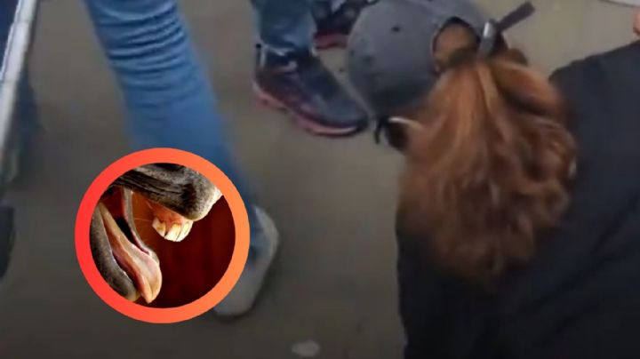 Caballo de la realeza británica muerde a turista y debe ser auxiliada | VIDEO