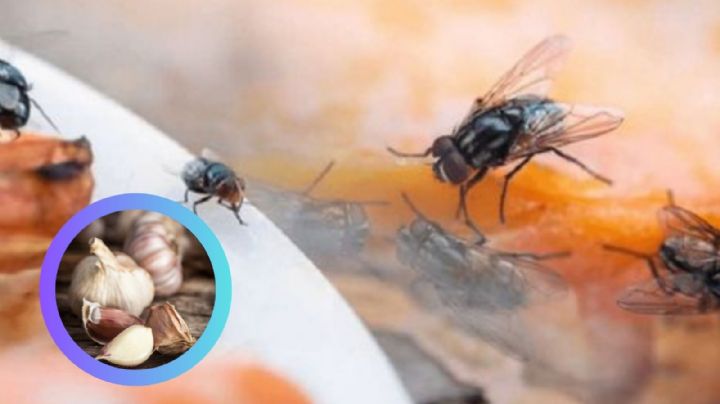 Temporada de moscas: ¿cómo ahuyentarlas de tu casa usando ajo?