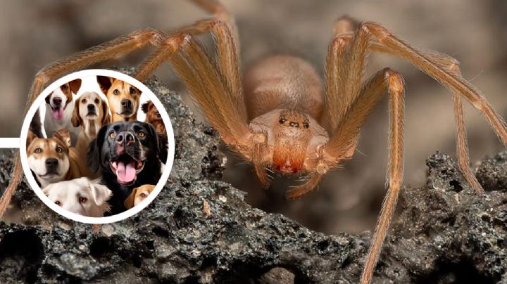 ¿Cómo saber si a tu perro le picó una araña violinista?