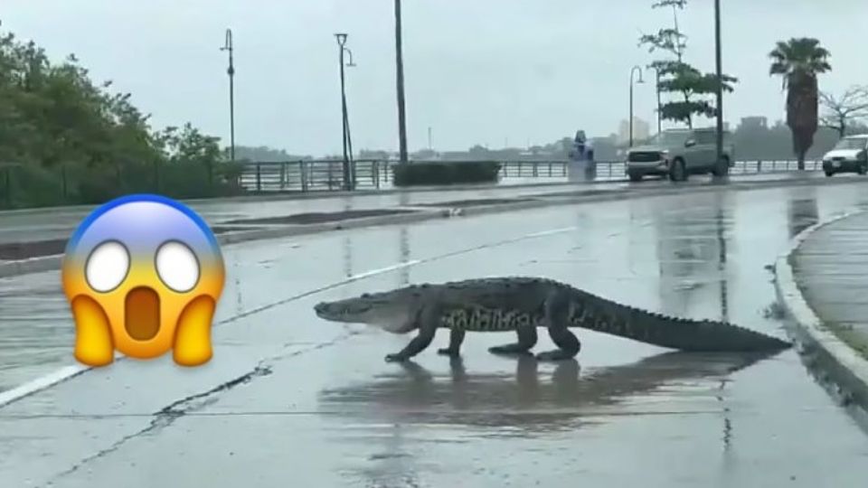 Varios ciudadanos se ayudaron para inmovilizar a dos cocodrilos.