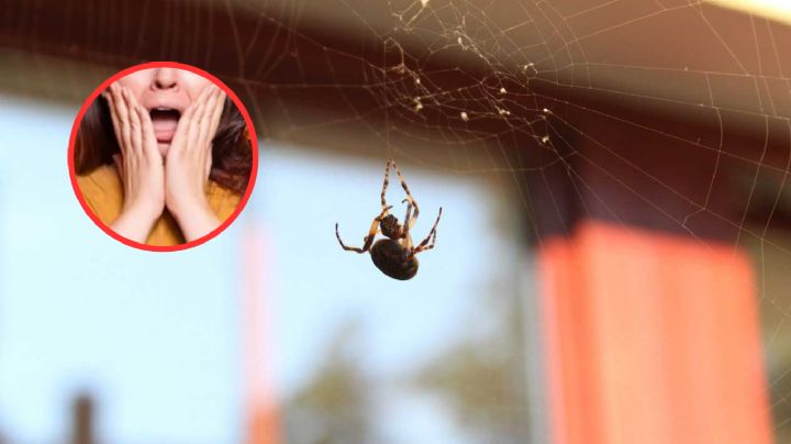 ¡Cuidado! Estas arañas son venenosas y pueden invadir tu hogar
