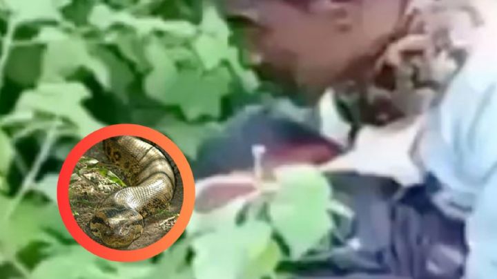 Pitón casi devora a hombre, por ir al baño tras los arbustos | VIDEO
