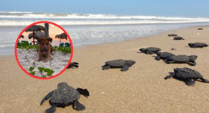 Abandonan a perrito en playa de Tamaulipas; ¡ahora cuida de las tortugas marinas!