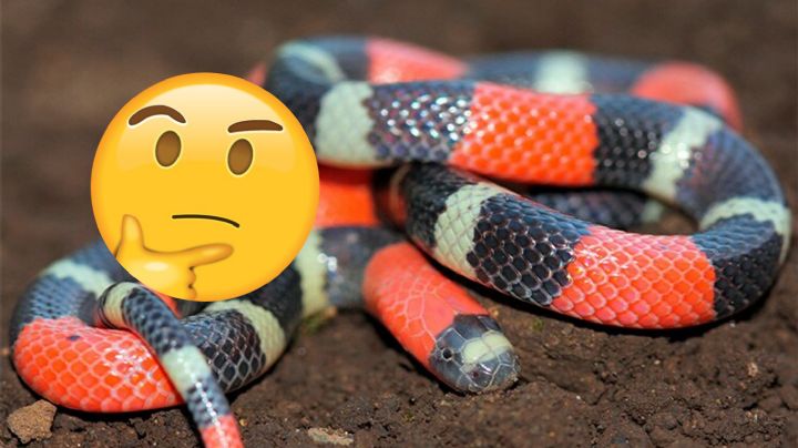 ¿Cómo identificar a una verdadera serpiente de coral de una falsa?