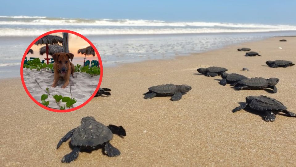 El perro guardián de las tortugas