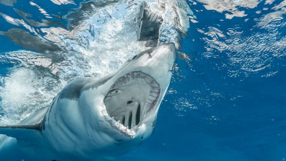 Los ataques de tiburón pueden prevenirse
